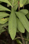 Giant ironweed